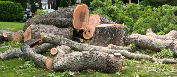 Best Tree Removal  in East Troy, WI